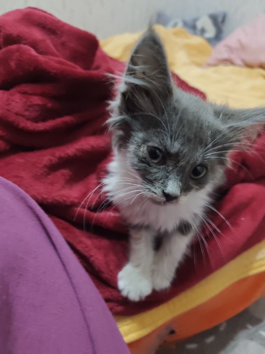 Котёнок бесплатно