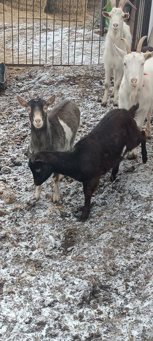 Продам молодых коз