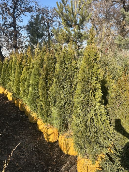 Туя Смарагд. Туя Брабант Туя шарик. Туя