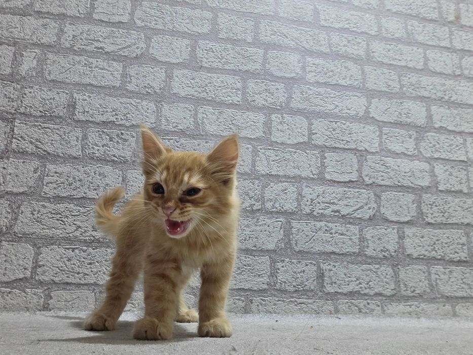 Нашёлся котик, ищет старого хозяина