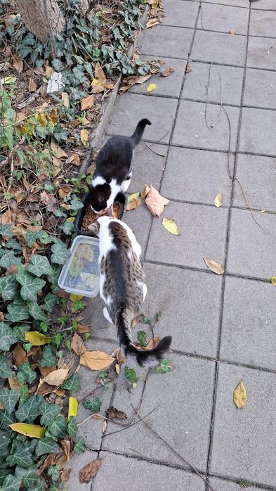 Дом за мама Котана и малък Топчо