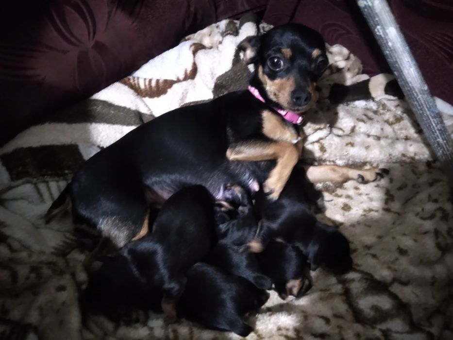 Щенки той терьер