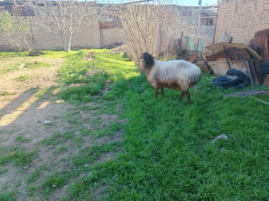 Urg'ochi ona qoy sotiladi