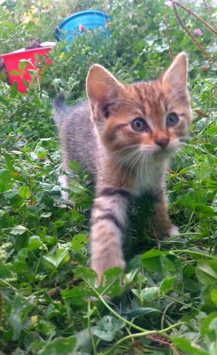 Котята ищут хозяина