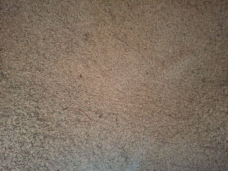 Vand ovaz productie 2025