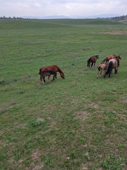 Құлынды бие сатылады