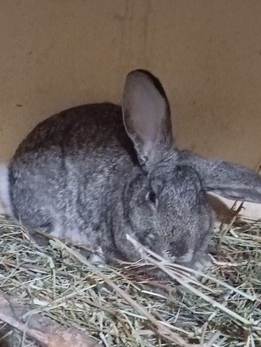 Quyon oilasi bilan sotiladi bitta erkak ikkita urgʻochi va bolalari