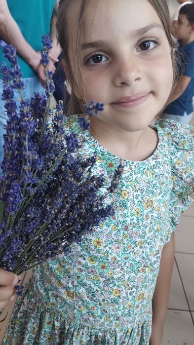 Tufe butași lavanda levănțică aclimatizați Berceni  Ilfov/ Apărătorii