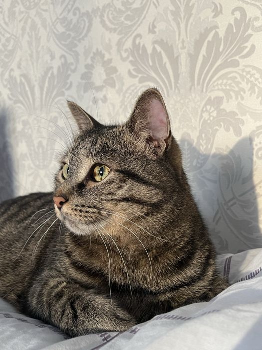 Отдам кота в хорошие руки