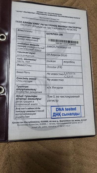 Продам Чистакровного Англичанин