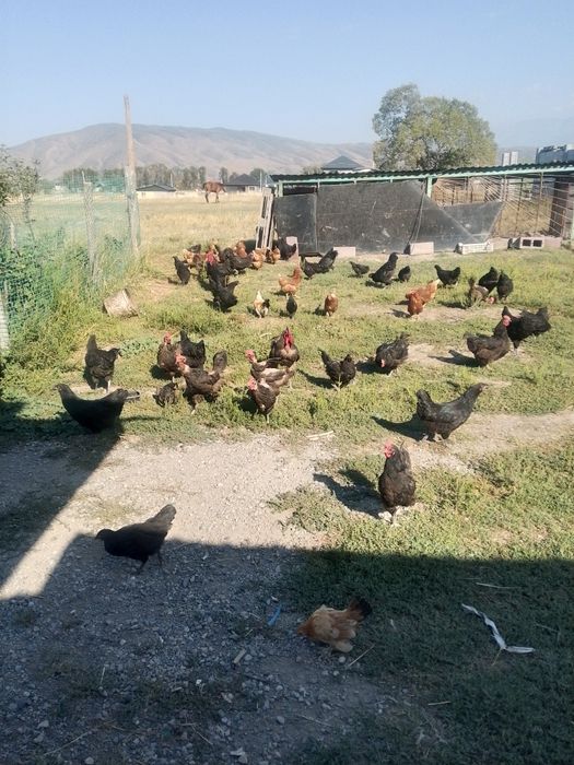 Продам курыи астралоп