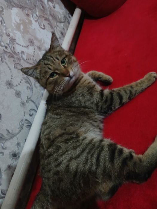 Mushuk beriladi tekinga faqat yaxshi oilaga