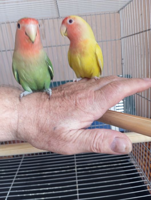 Ручные попугаи неразлучники