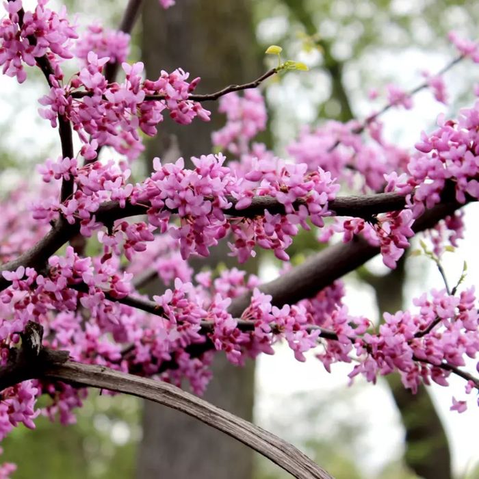 Cercis Canadensis (Arborele Iudei )