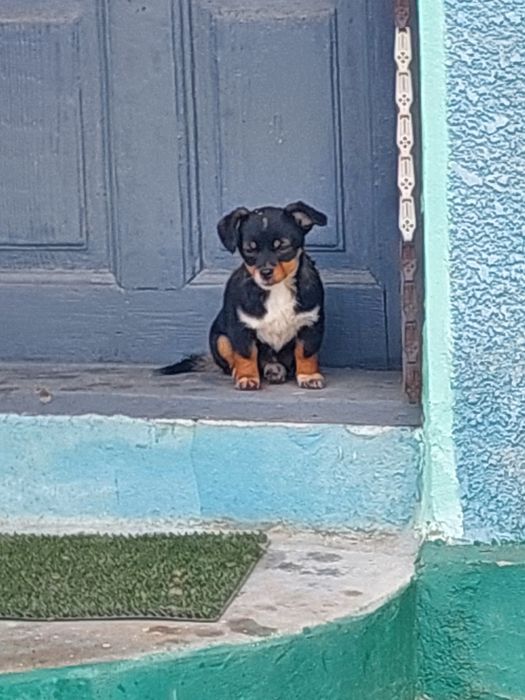 Donez căței de talie mica