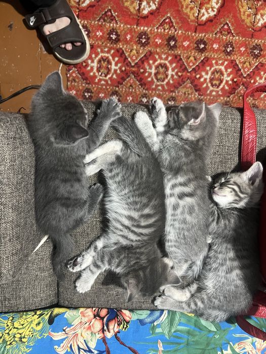 Веселые дворняшки