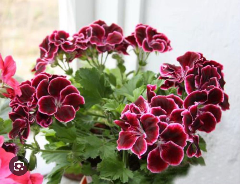 Цветы Комнатные и для сада