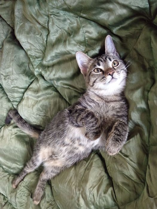 Кошка молоденькая, 4 мес, домашняя, здоровая, чистая