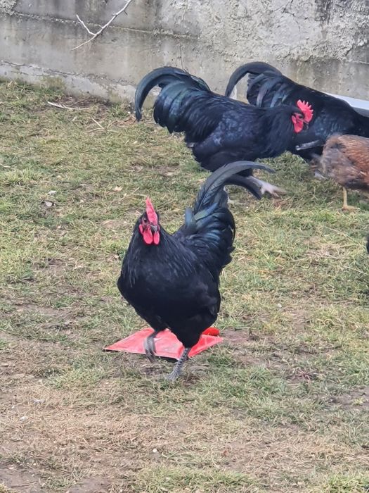 Austrolop Rasă PURĂ !