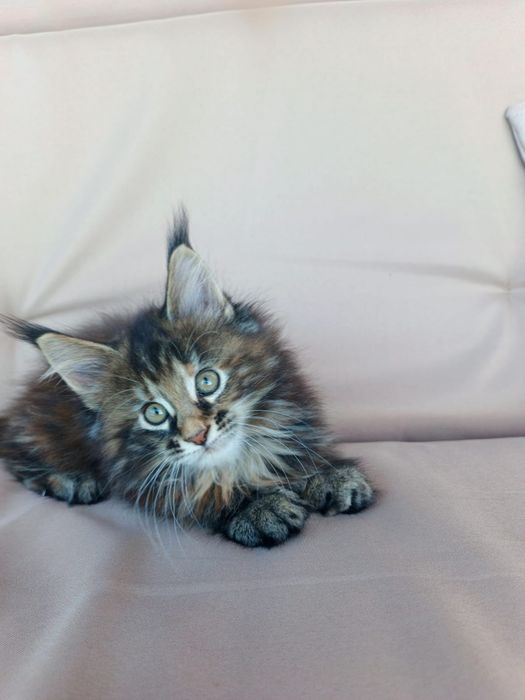 Мейн Кун котятки