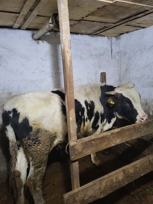 Продам молодого осеминителя