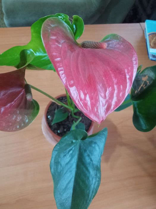 Антуриум сигониум