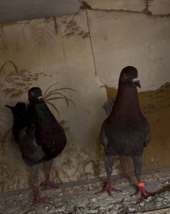 Мальтийская курочка голуби!