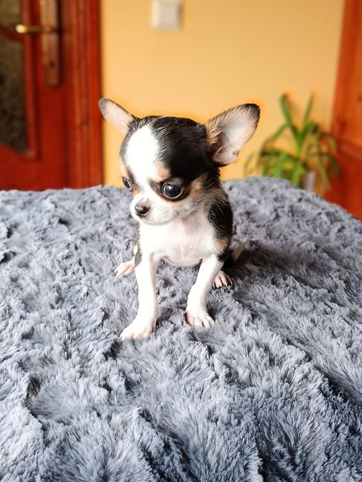 Миниатюрно късокосместо чихуахуа