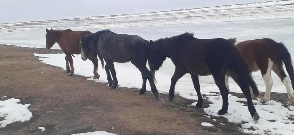 Еркек жылқылар сатылады