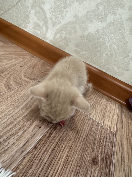 Котенок домашний