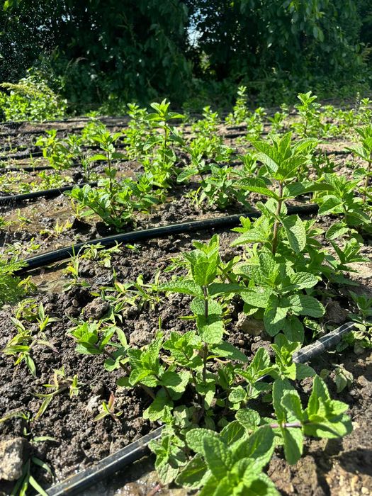 menta olandeza bio proaspata