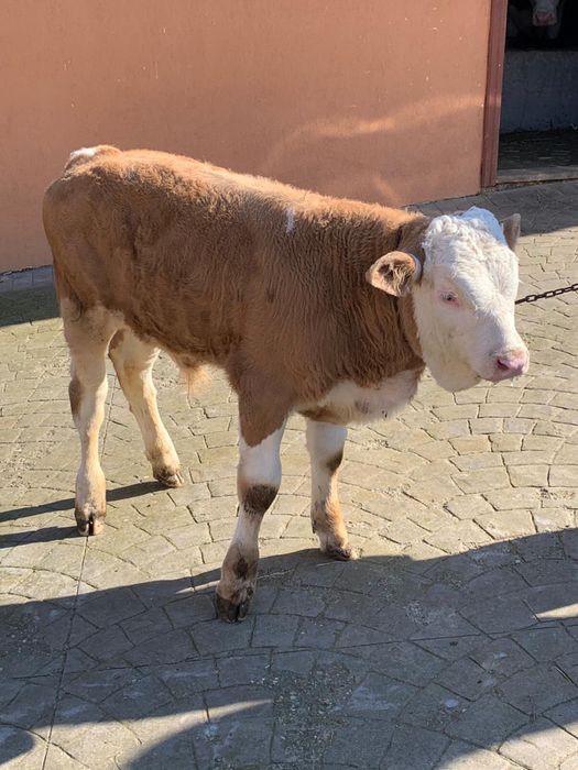 Vand vitel baltat in varsta de 3 luni jumate