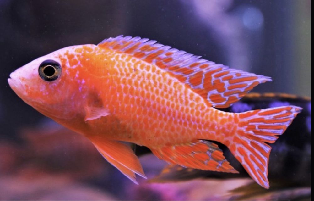 Аквариумная рыбка, цихлид Аулонокара орхидея / akvarium baliq
