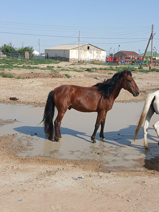 Жылқы сатылады семіз