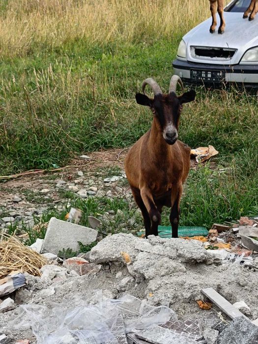 Vând 5 capre din rasa Alpină Franceză. Preț: 4.800 lei.