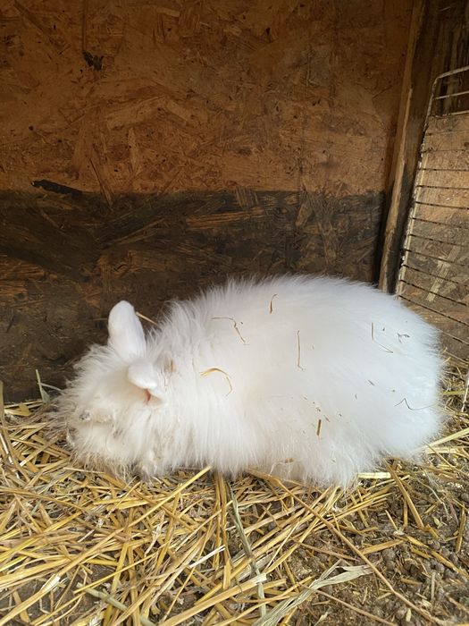 ‼️ Vand femela cap de leu alb ‼️