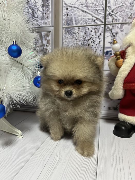 Щенки шпица