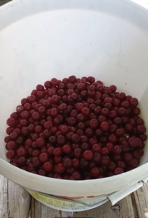 Вишня  шие Сарыагаш Абайдан