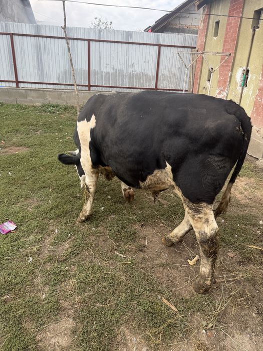 Taur si vitele de vanzare