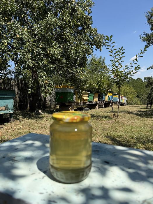 Miere de salcâm