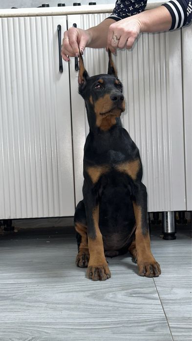 Щенки добермана с документами