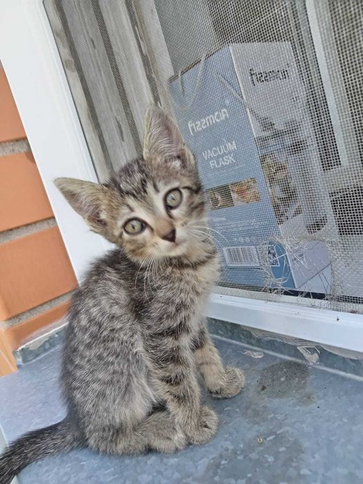 Отдам котят в добрые руки