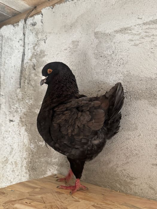 Vand sau schimb  King serie noua exemplare deosebite