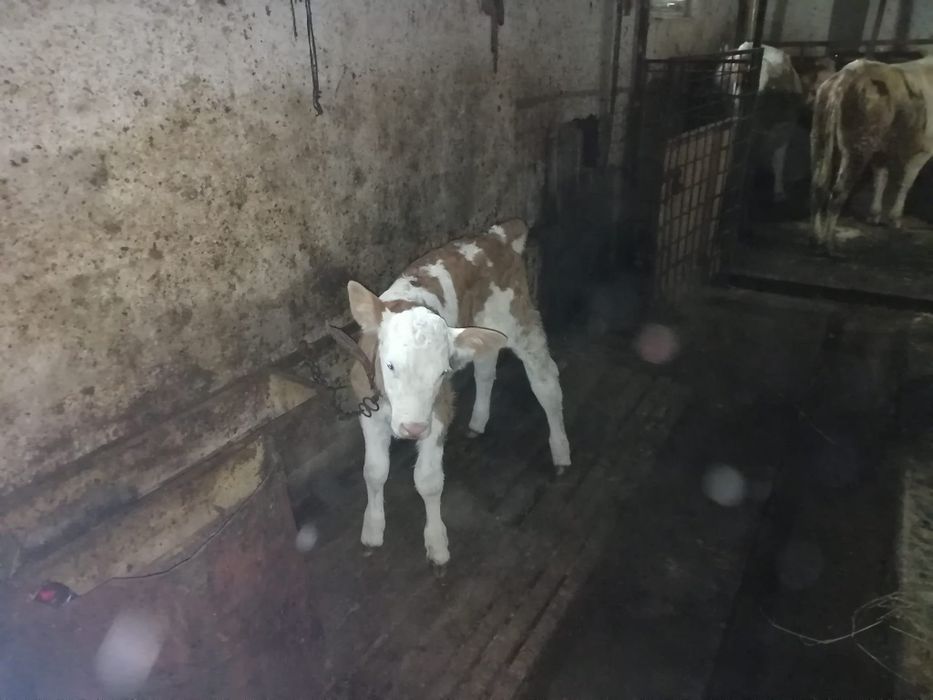 Vaca cu vițel bălțată de vanzare