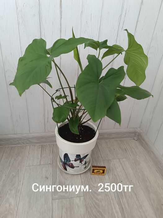 Распродажа комнатных цветов