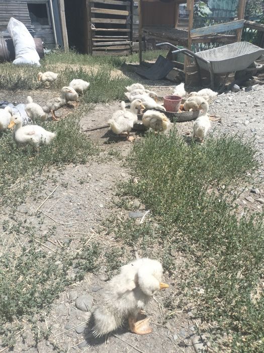 Продам утят 3месячные
