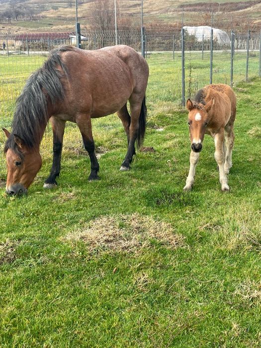 Mânz și mânzat de doi ani jumate cu mânz de o luna