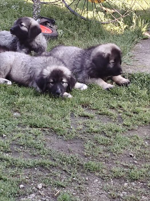 Cățeluși Carpatini