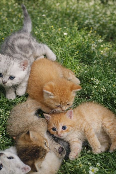 Милые шотландские котята — редкие окрасы, мальчики и девочка