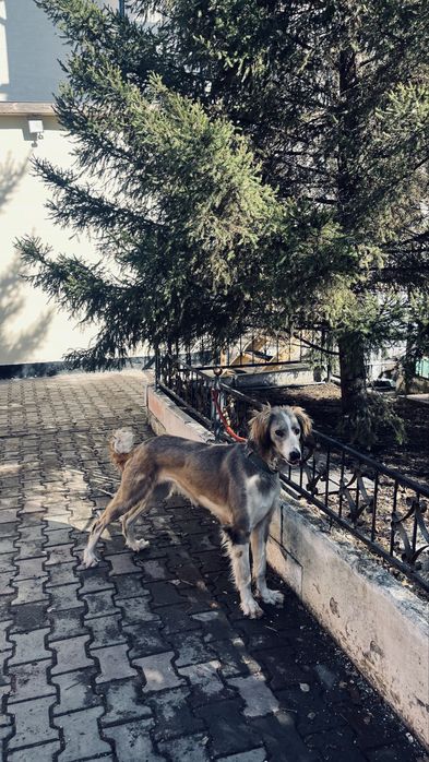 Осы екы тазы сатылады